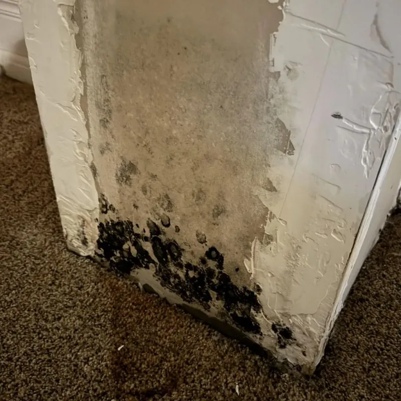 Professional Mold Removal in Pine Ridge, PA
